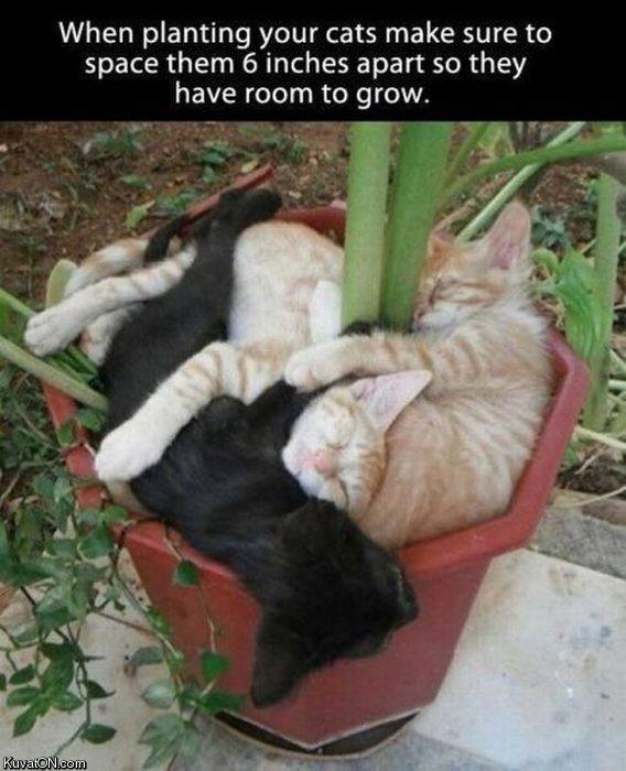 planting_cats.jpg