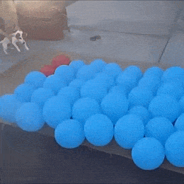 poks_poks_poks2.gif
