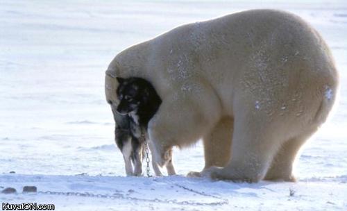 polar_bear_dog.jpg