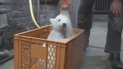 polar_bear_getting_a_bath.gif