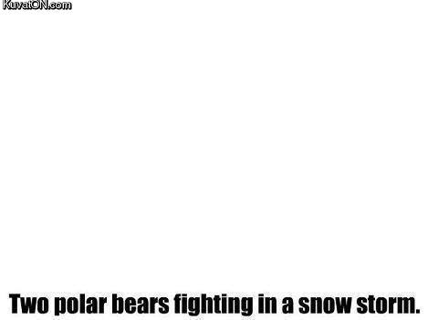 polar_bear_vs_polar_bear.jpg