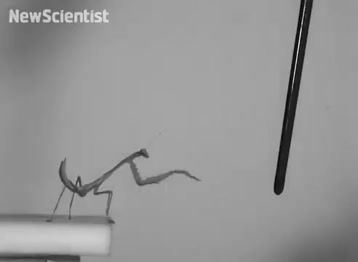 pole_dancing_mantis.gif