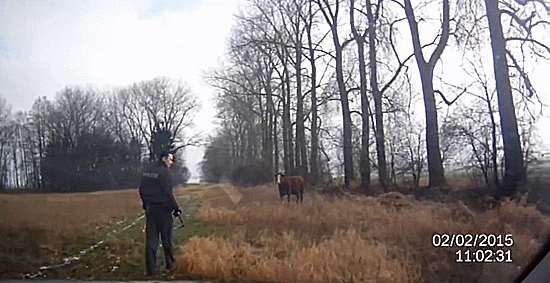 police_vs_cow.gif