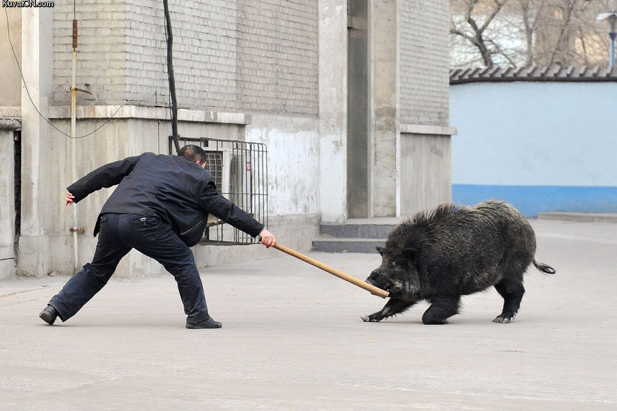 police_vs_wild_boar.jpg