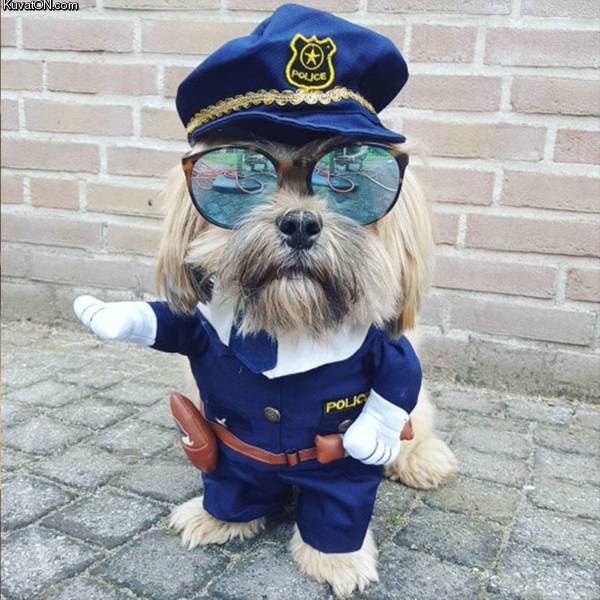 policedog4.jpg