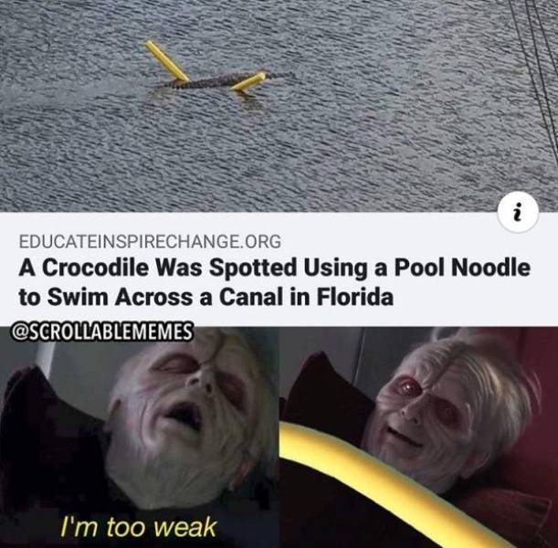 pool_noodle.jpg