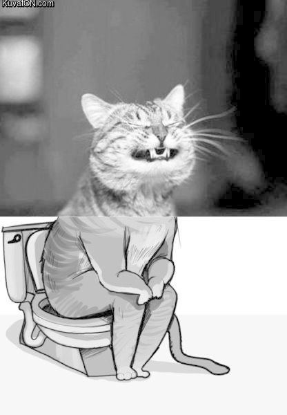 pooping_cat.jpg