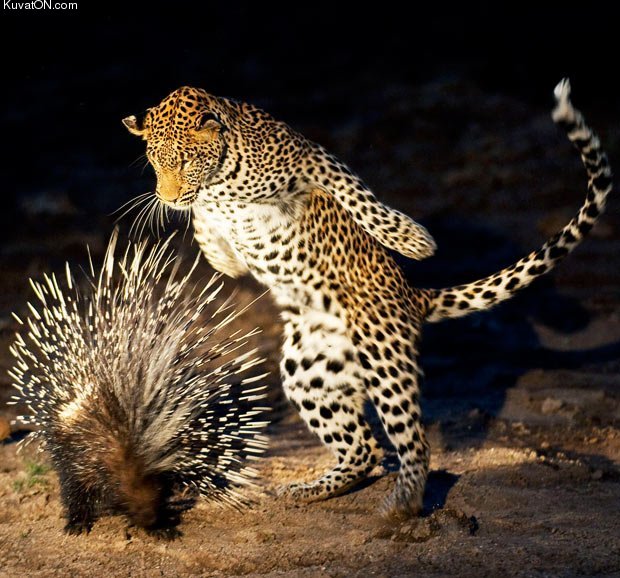 porcupine_vs_leopard.jpg