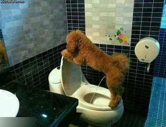 potty_trained_dog.jpg