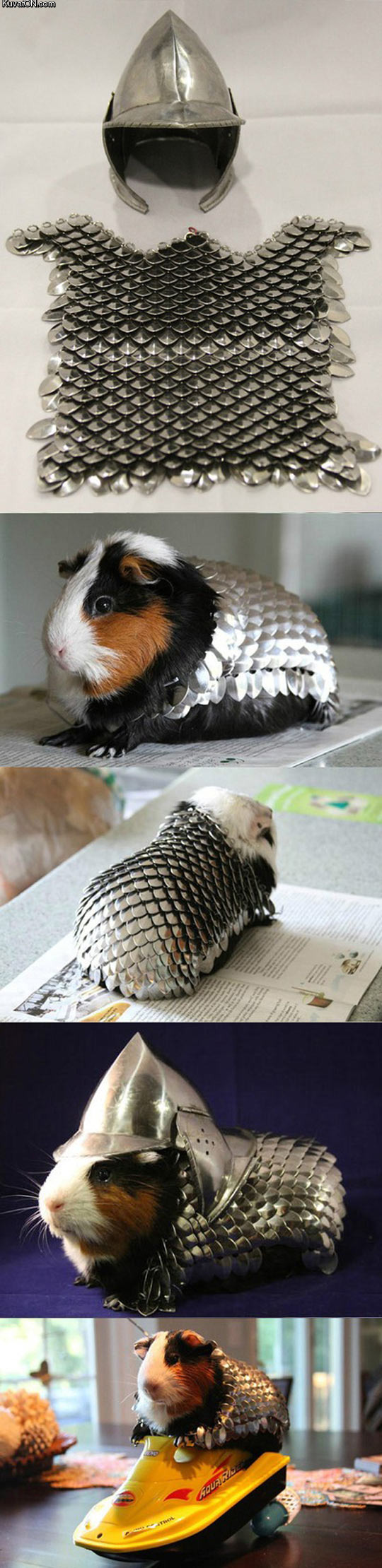prepare_your_guinea_pig_for_battle.jpg
