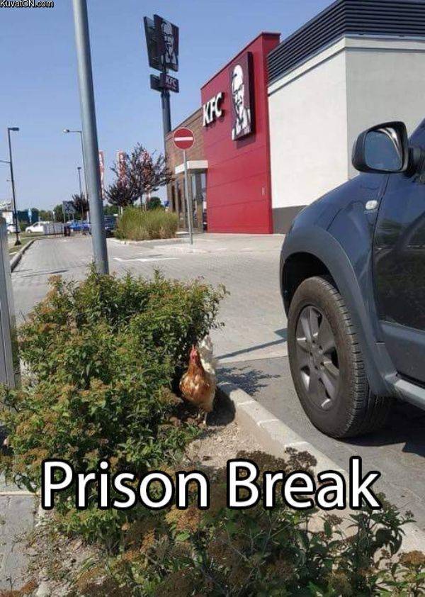 prisonbreak.jpg