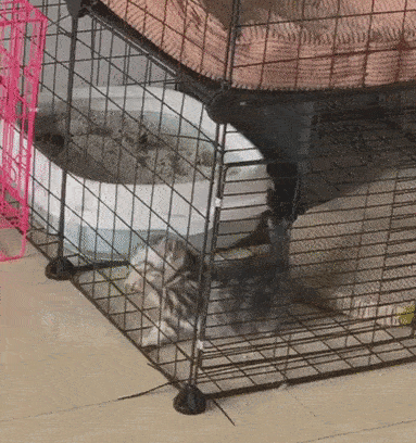 prisonbreakcat3.gif
