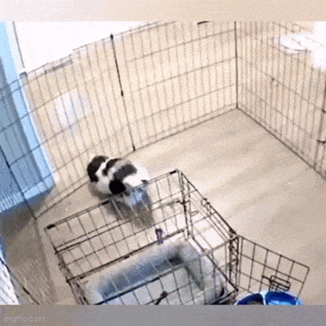 prisonbreakdoge.gif