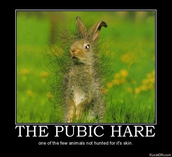 pubic_hare.jpg
