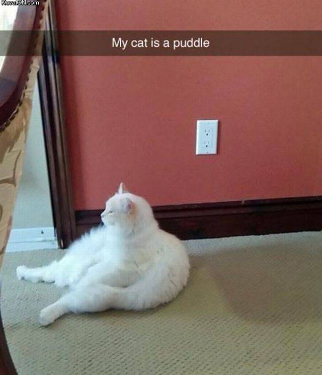 puddle_cat.jpg