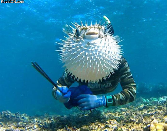 puffer_fish_photobomb.jpg