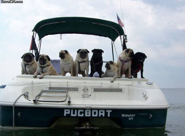 pugboat.jpg