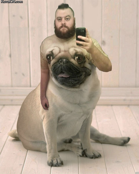 pugtaur.jpg