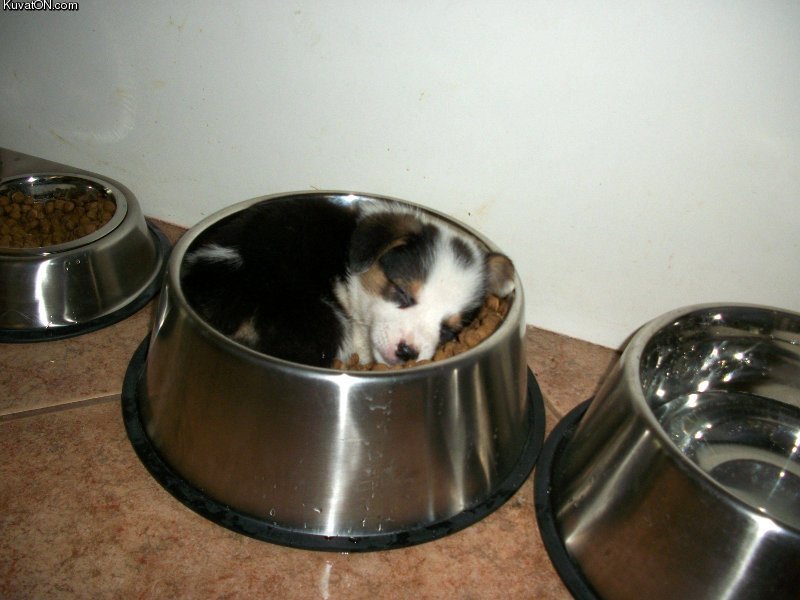 puppy_bowl.jpg