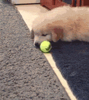 puppy_playing_with_tennis_ball_for_the_first_time.gif