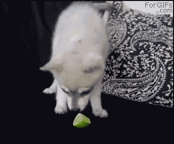 puppy_vs_lime.gif