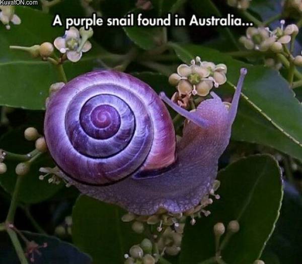 purple_snail.jpg