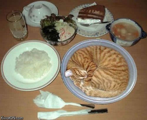 purrfect_cat_meal.jpg