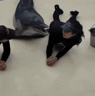pusuja3.gif