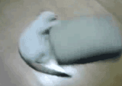 päivälenkki2.gif