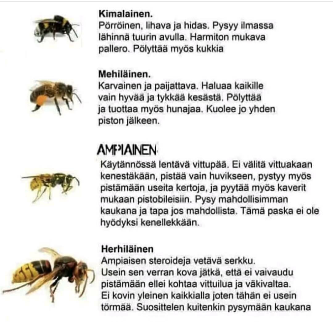 pörriäiset2.jpg