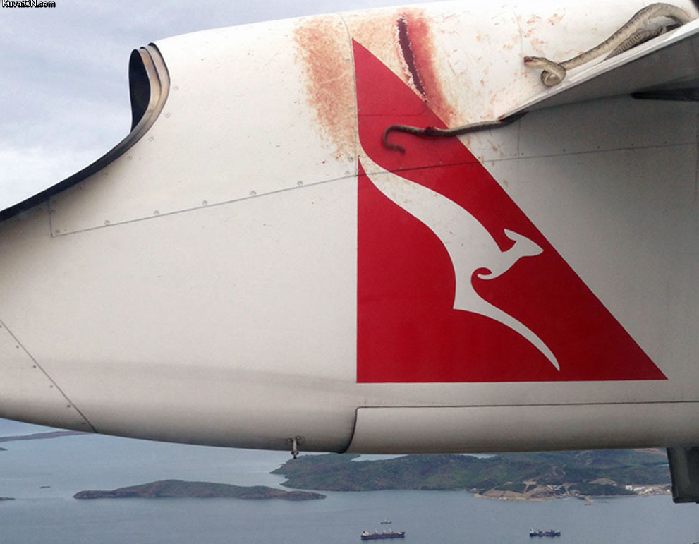 qantas_python.jpg