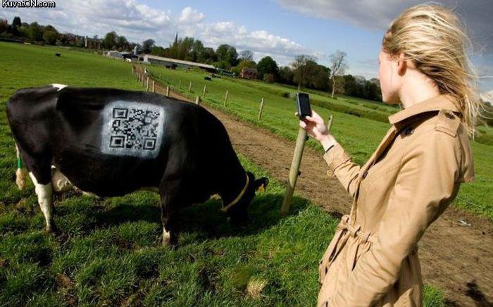 qr_cow.jpg