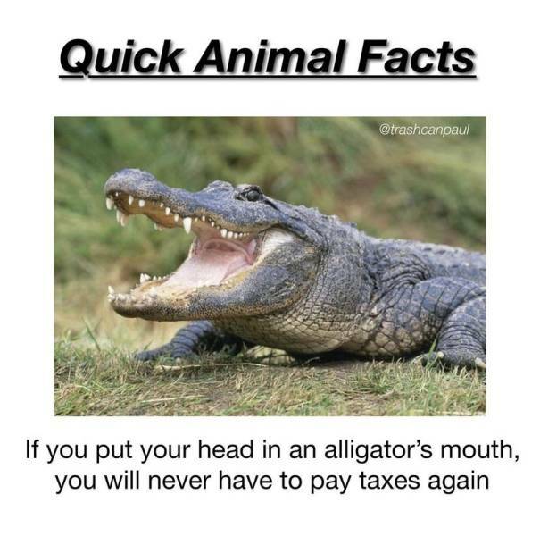 quick_animal_fact.jpg