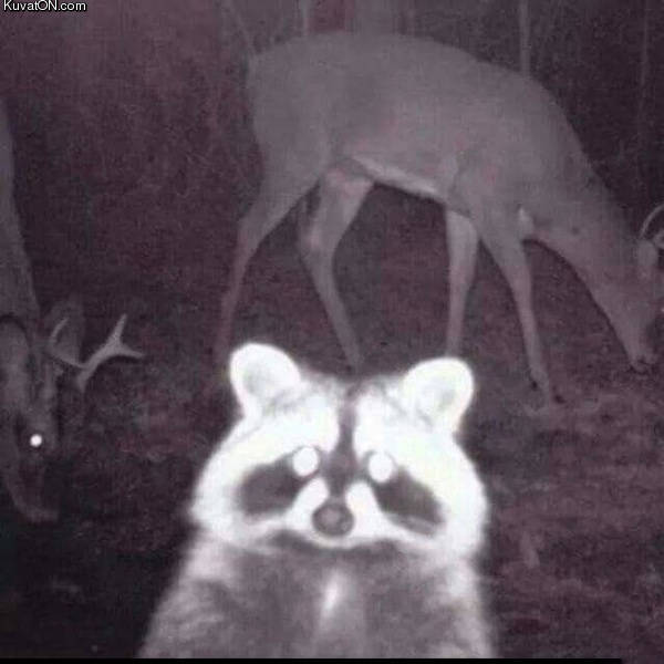 raccoon_photobomb.jpg