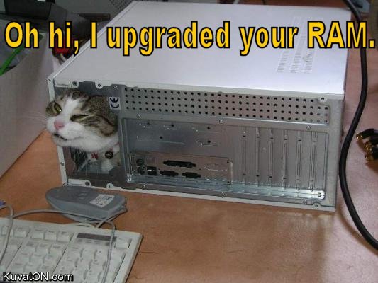 ramcat.jpg