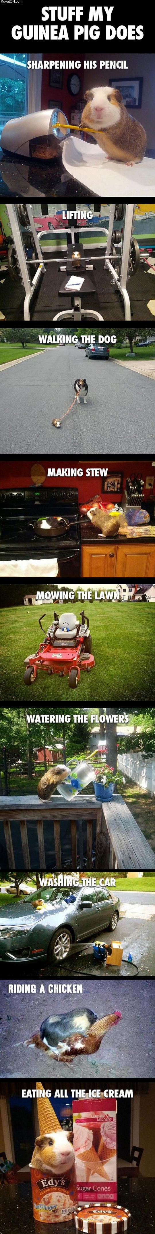 random_stuff_my_guinea_pig_does.jpg