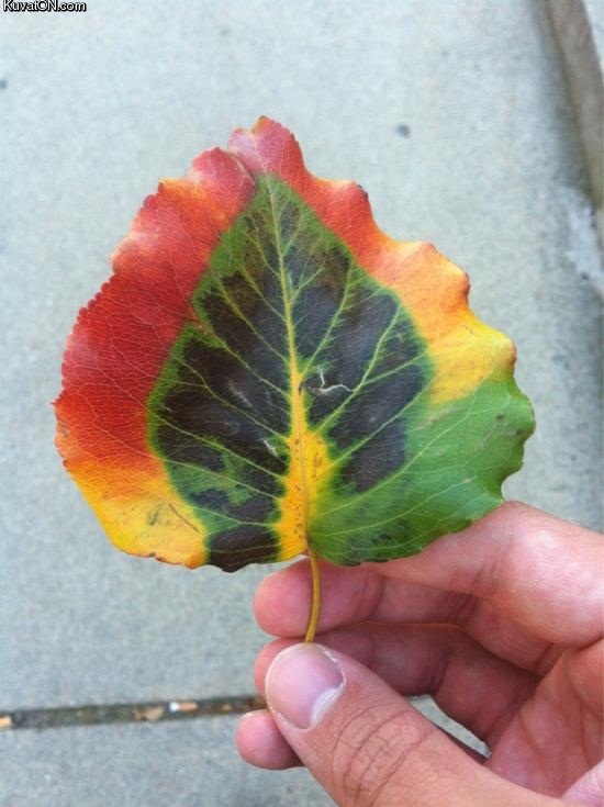 rasta_leaf.jpg