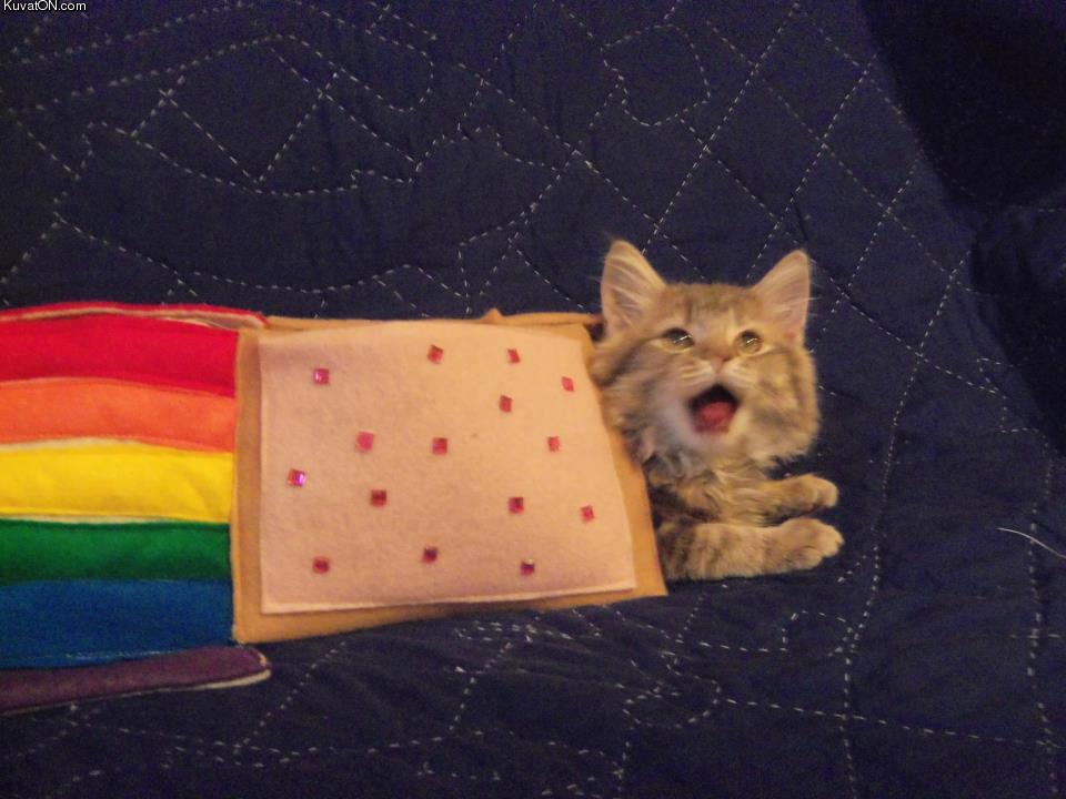 real_nyan_cat.jpg