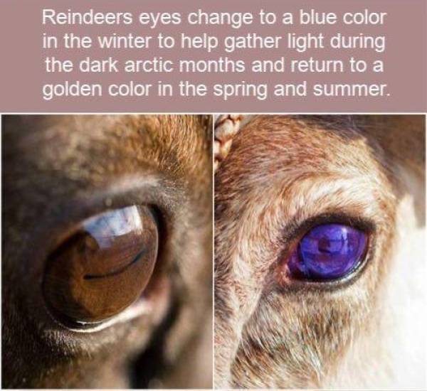 reindeers_eyes.jpg