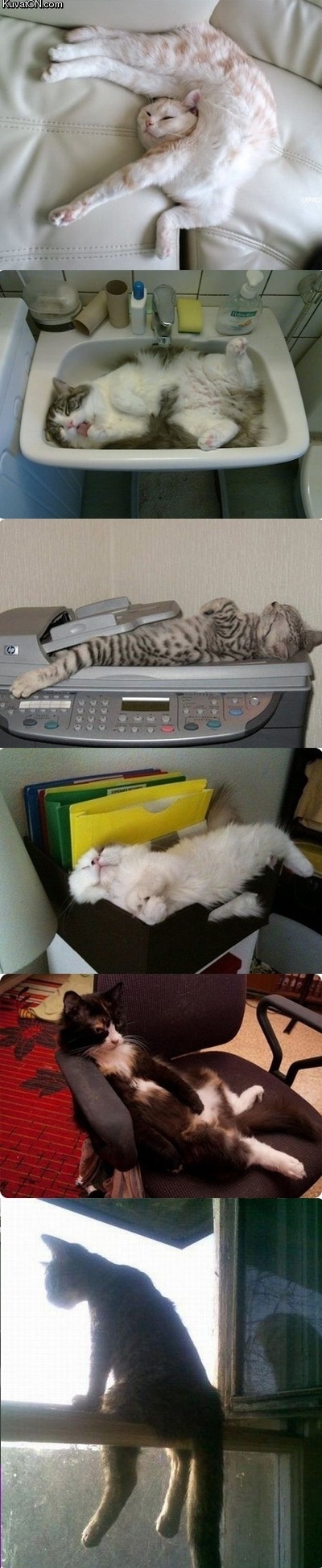 relaxed_cats.jpg