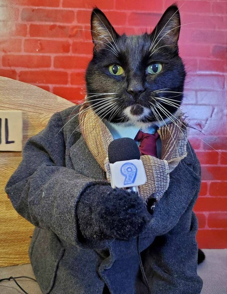 reportterikisse.jpg