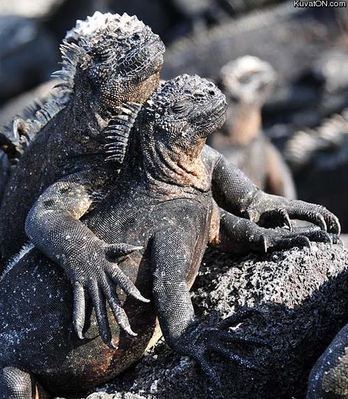 reptile_brotherhood.jpg