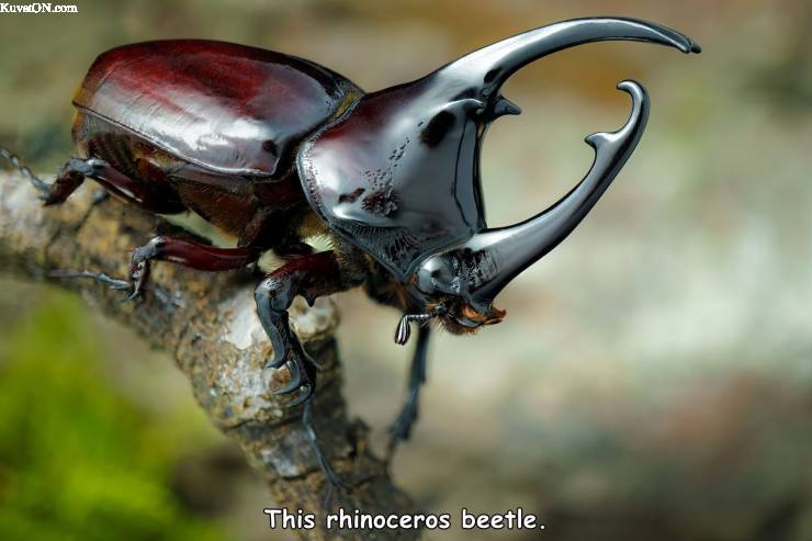 rhinoceros_beetle.jpg