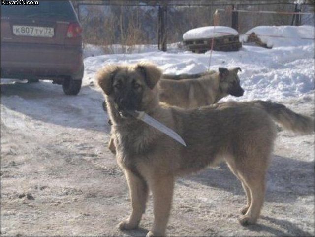 russian_dog.jpg