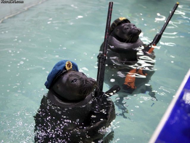 russian_navy_seals.jpg