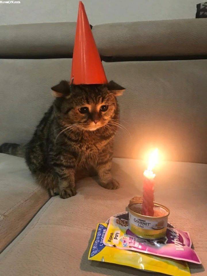 sad_birthday_cat.jpg