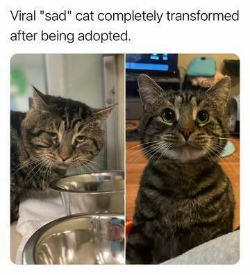 sadcat.jpg