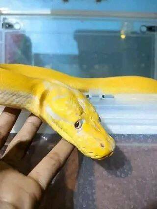 sadsnake.jpg