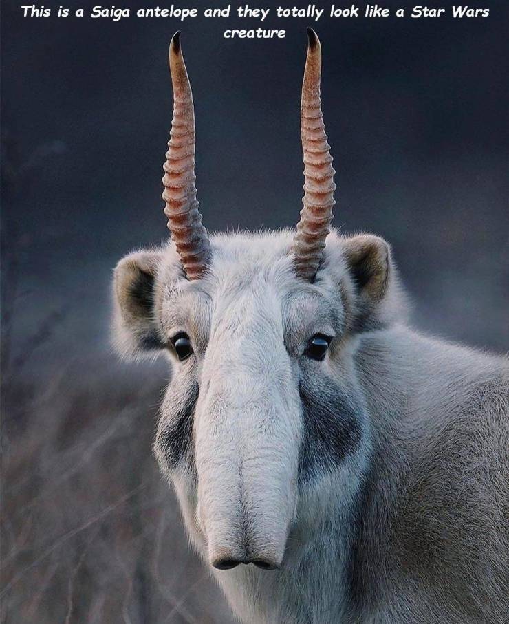 saiga_antelope.jpg