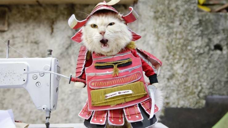 samuraicat6.jpg